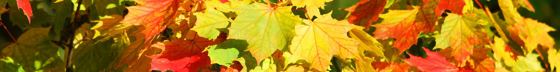 Fall maple leaves: red, yellow and green.