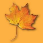 Stock syrup label background #1: Maple Leaf