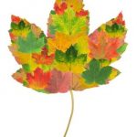 Stock syrup label background #11: Multi-colored Maple Leaf