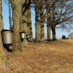 Stock syrup label background #12: Maple Trees with Buckets