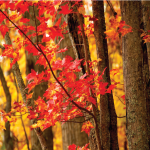 Stock syrup label background #15: Maple Trees with fall colors