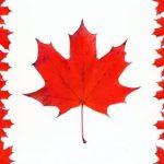 Stock syrup label background #23: Red Maple Leaves - Canadian Flag