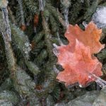 Stock syrup label background #24: Icy Maple Leaves on Pine Branch