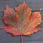 Stock syrup label background #35: Red maple leaf on a barn board.