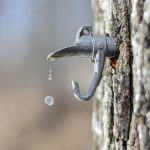 Stock syrup label background #36: Dripping sap from a maple syrup spout.