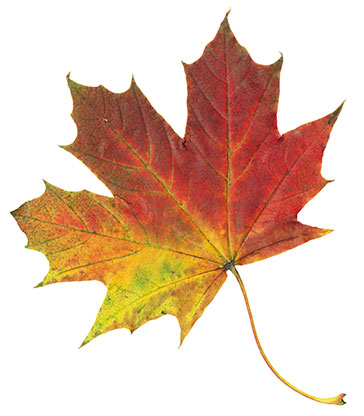 stock40-Maple-Leaf - Maple Syrup Labels