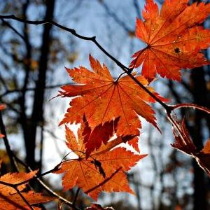 Stock syrup label background #14: Maple Leaves