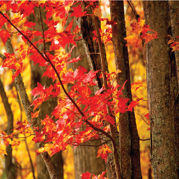 Stock syrup label background #15: Maple Trees with fall colors