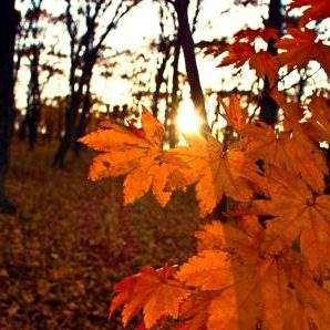 Stock syrup label background #17: Maple Leaves at Sunset