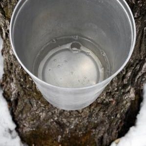 Stock syrup label background #18: Maple Syrup Bucket - View into Bucket