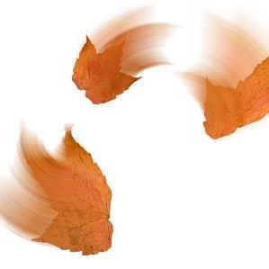 Stock syrup label background #19: Leaves in Motion