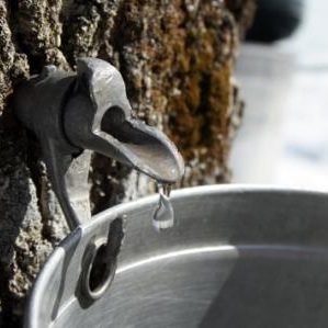 Stock syrup label background #4: Dripping Sap into Bucket