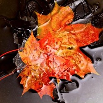 Stock syrup label background #8: Maple Leaf in Water and Ice